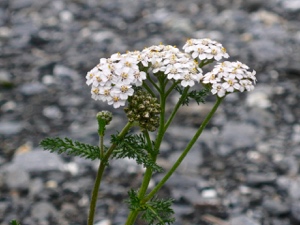 Gewöhnliche Schafgarbe